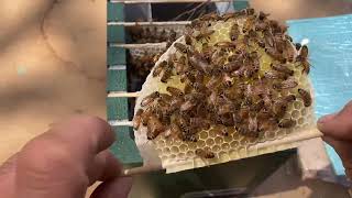 Mini Mating Nucs - Backyard Beekeeping
