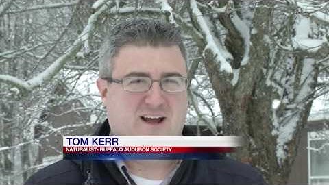 Are Robins a sign of Spring??