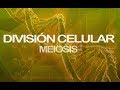 Meiosis | Genética