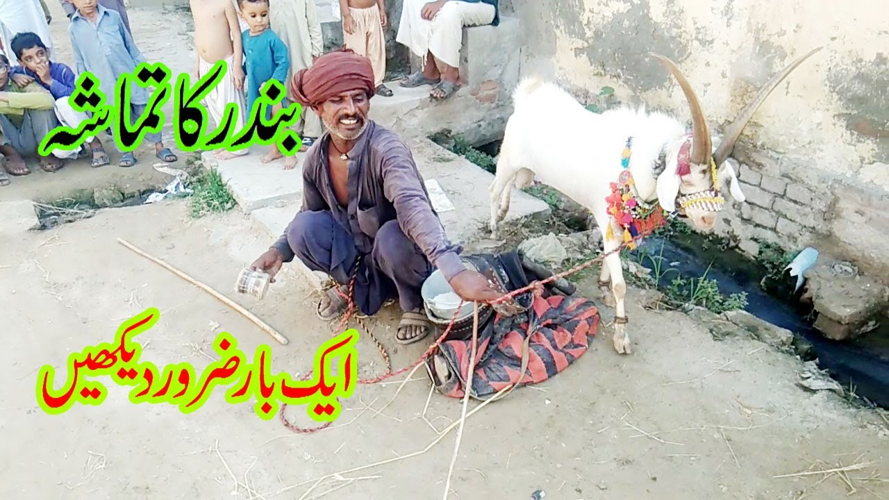 Bandar ka khail new latest tamasha 2020 by khawaja video studio 03008927251