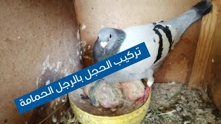 كيفية تركيب الحجل(الخاتم) بالرجل زغلول الحمام الزاجل بطريقة الصحيحة