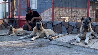 ALCAPONE ASLAN SÜRÜSÜNE KATILDI REİNA ALCAPONU ÇOK SEVDİ