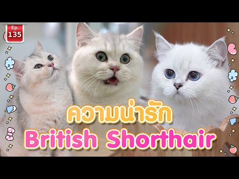 ความน่ารักBritish shothair - เพื่อนรักสัตว์เอ้ย EP.135