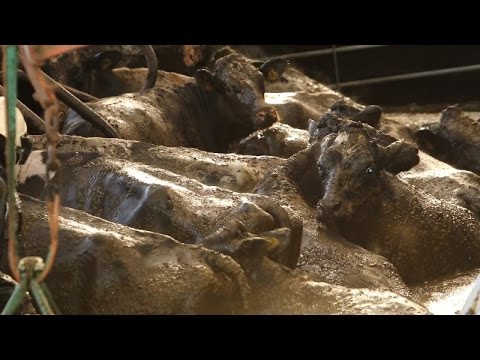 Koeien vallen in eigen stront