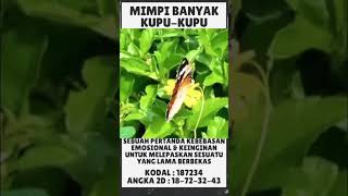 Arti mimpi kupu kupu #viral #trending #artimimpi #maknamimpi #tafsirmimpi #youtubeshorts #mimpi