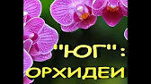 Орхидеи,узамба́рские фиалки и др.цветы