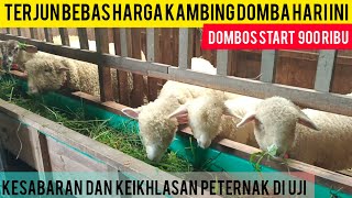 KESABARAN DAN KEIKHLASAN PETERNAK DI UJI//HARGA MERINO DOMBOS TERJUN BEBAS STAR HARGA 900 RIBU
