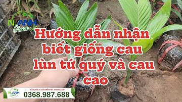 Hướng Dẫn Phân Biệt Cau Lùn và Cau Tứ Thời Quả Dài | Cung Cấp Cây Giống Chuẩn