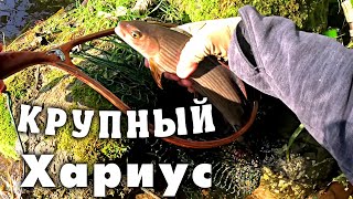 Крупный Хариус. Рыбалка в Ленинградской области. Сентябрь 2023.
