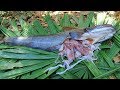 Wow! Squids In Big Catfish Stomach and then Cooking Squids In River