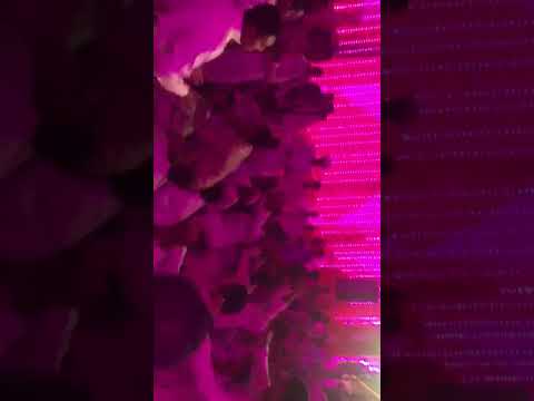 حفل زفاف غرب أسوان نجع الجرانيس العريس احمد ليلا