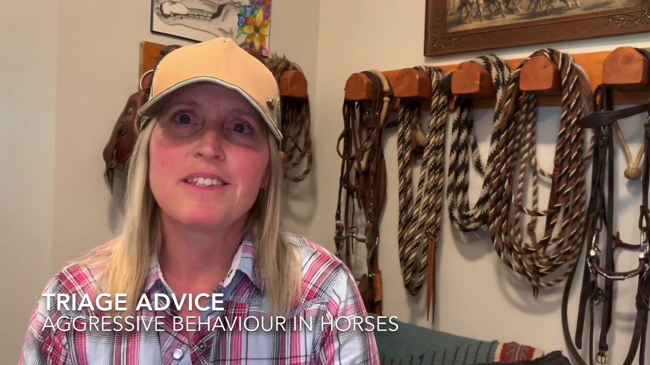 Triage Advice: Aggressive Behaviour in Horses