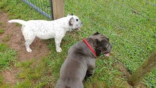 Minibulls Exotic Style Bullies