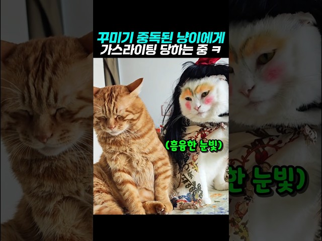 꾸미기 중독 냥이에게 가스라이팅 당하는 슬픈냥 #웃긴고양이