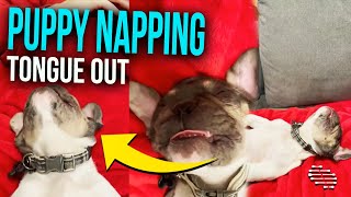 Sleeping Frenchie Puppy Enjoying a Nap on Its Back Tongue Out