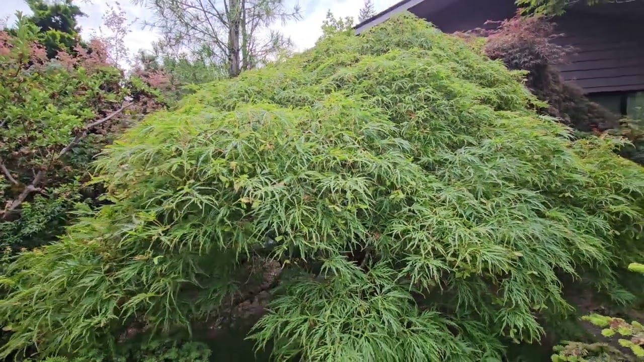 20250731 173526 - YouTube