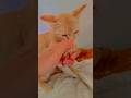 #meowmeow #viralvideo #viral#cute #cat #channel #subscribe #youtuber #yt #ytshorts #shorts