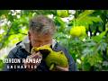 Breadfruit: Gordon Explores Hawaii’s Intriguing Fruit | Gordon Ramsay: Uncharted