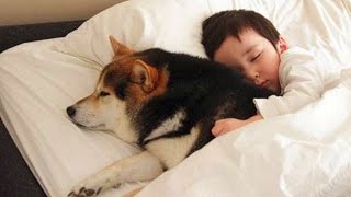 Dog Protecting Baby Compilation NEW
