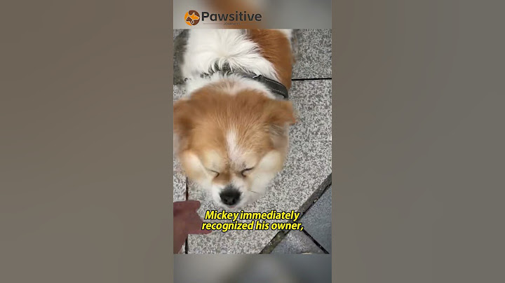 Lost Dog Reunites After 4 Years in the Most Unexpected Way
