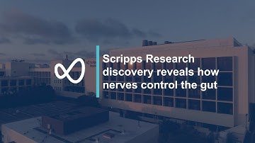Discovery reveals how nerves control the gut: Scripps Research study on PIEZO receptors