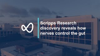 Discovery reveals how nerves control the gut: Scripps Research study on PIEZO receptors