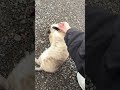空を泳ぐ猫、エアーふみふみ
