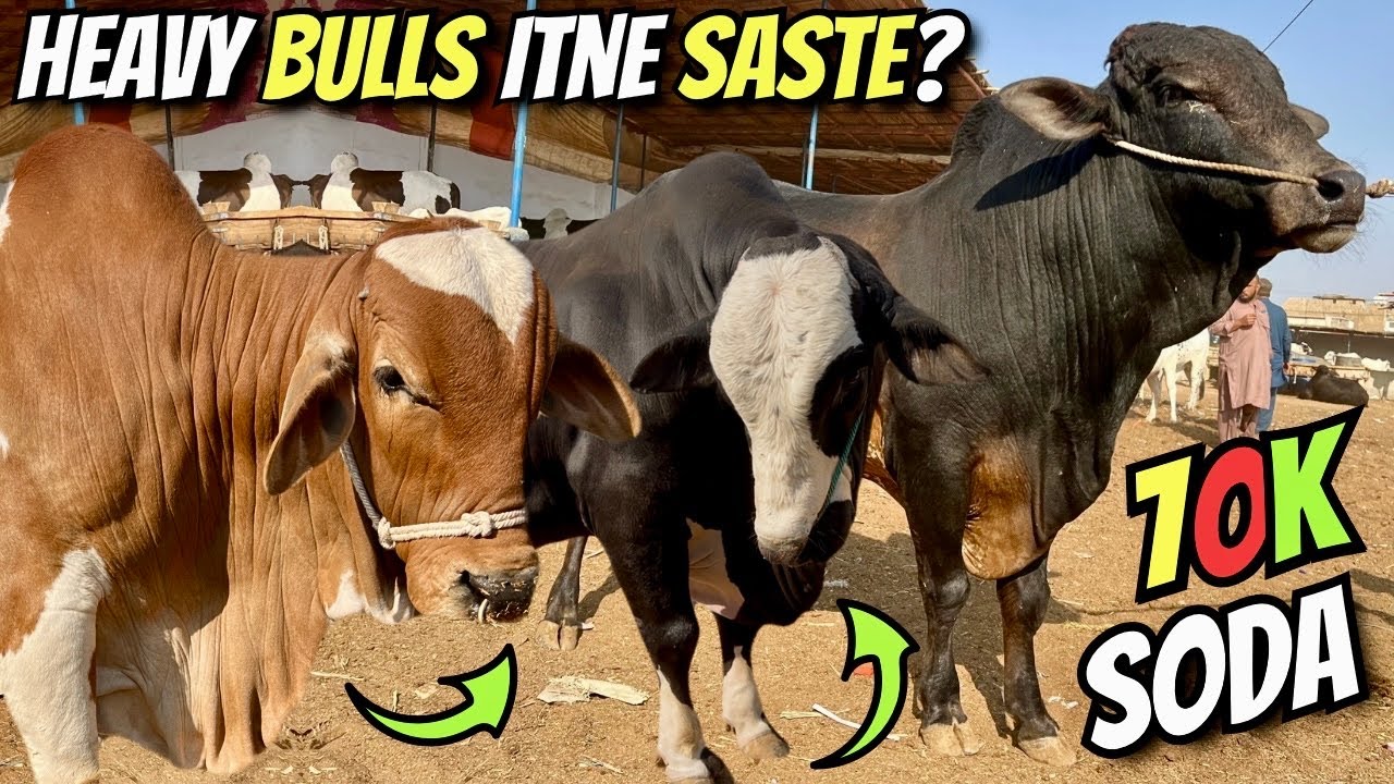 Malir Cow Mandi Ka Sab Se Bara Dhamaka! 😱 Heavy Bulls Itne Saste Ke ...