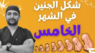 شكل الجنين في الشهر الخامس