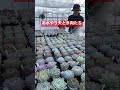 え…可愛すぎる…多肉たちが