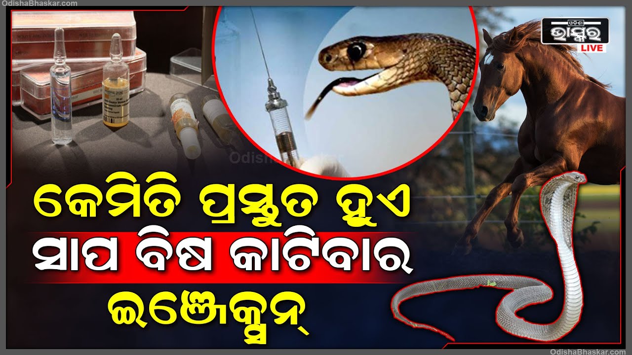କାହିଁକି ସାପ କାମୁଡାର ଚିକିତ୍ସା ପାଇଁ ଇଞ୍ଜେକ୍ସନ୍ ପ୍ରସ୍ତୁତିରେ ଘୋଡା ଆବଶ୍ୟକ ହୁଏ ଜାଣନ୍ତୁ