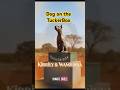 The Dog That Belonged to the Whole Outback