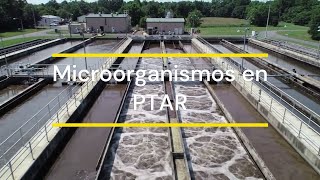 Cómo Los Microorganismos Transformar Los Contaminantes En Agua Residual