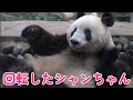 回転したシャンちゃん