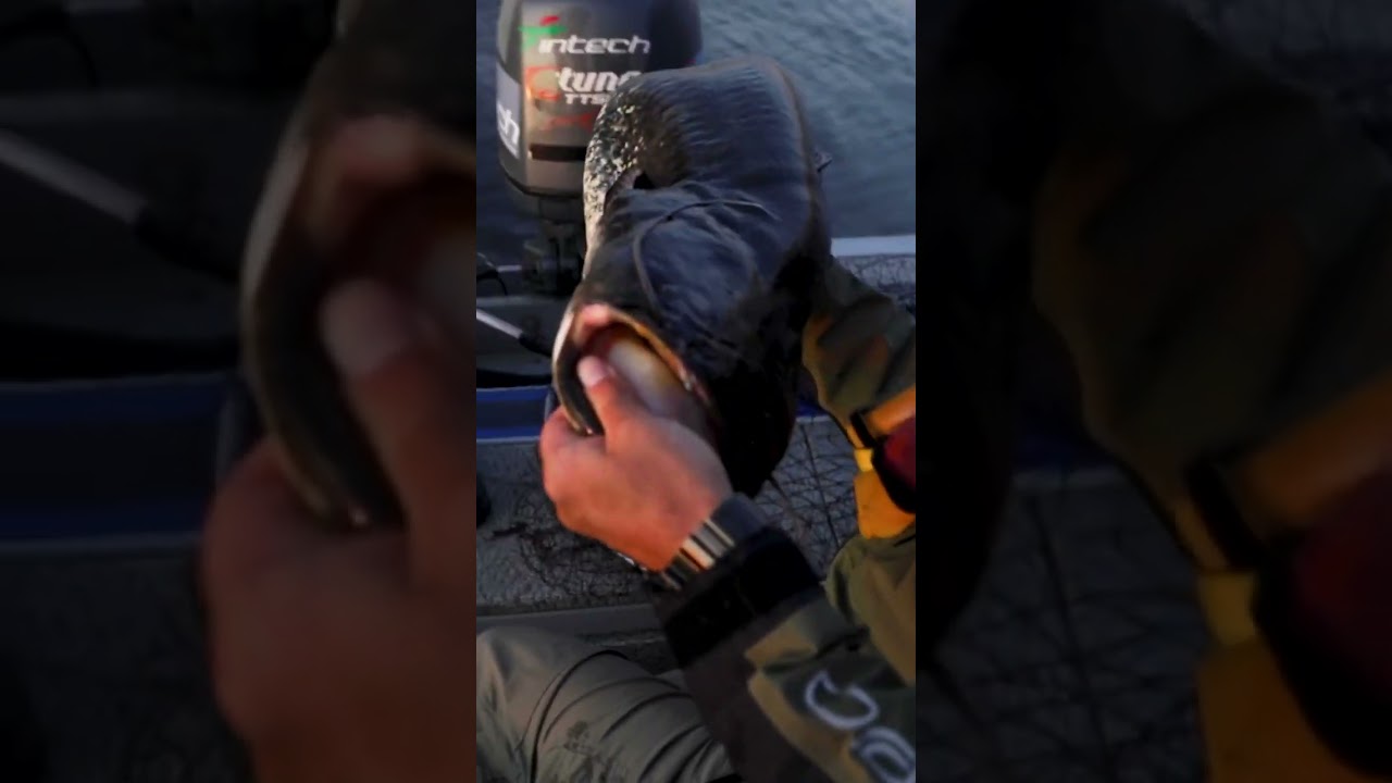 Trolling crankbaits for catfish part two featuring Yuri Orlov on the Pripyat River, Ukraine