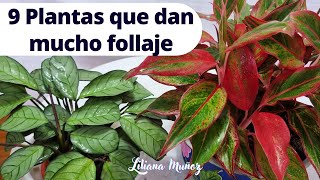 9 PLANTAS QUE DAN MUCHO FOLLAJE/Liliana MuÃ±oz