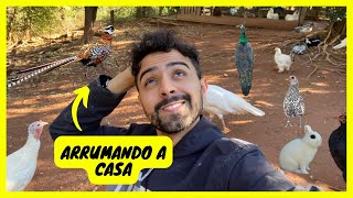 Organizando os Animais do Sítio | Gutejando