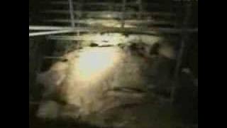 Cruelty on chickens by a Chinese