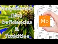 Molybdenum mo  deficiencies  toxicities in plants