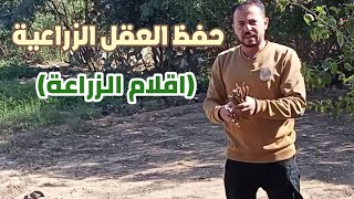 تخزين العقل دون زراعتها مباشرة لحين موعد الزراعة