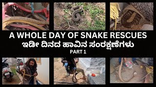 SNAKE RESCUE #49 (A whole day of snake rescues part 1)