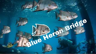 Secret to diving Blue Heron Bridge!