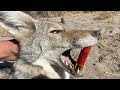 Cazando coyote