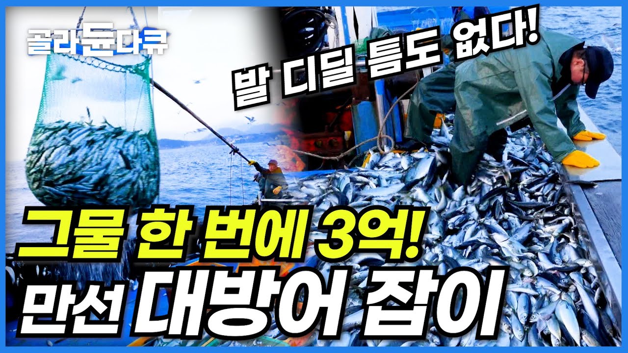 정반대로 바뀐 해류! 예상치 못한 대방어 3000마리가 그물에 걸렸다! 발 디딜 틈도 없는 만선에 싱글벙글 어부들│방어 오징어 잡이 조업│다큐프라임│#골라듄다큐