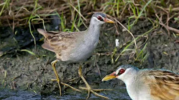 Suara burung tikusan sawah Mantap pasti joss