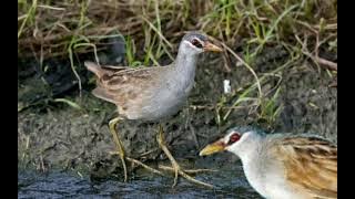 Suara burung tikusan sawah Mantap pasti joss