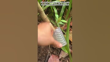 Làm cho Lộc vừng ra rễ nhanh nhất bằng nước .