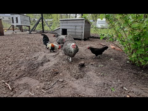5 dingen die je moet weten als je met kippen wilt beginnen !!