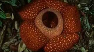 Pokebio on X: Vileplume é um Pokémon do tipo planta e veneno que foi  inspirado em uma planta da espécie Rafflesia arnoldii. Esta planta é  encontrada nas montanhas florestadas de Sumatra e