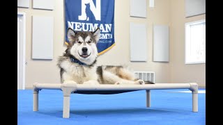 Kaya (Alaskan Malamute) Puppy Camp Dog Training Video Demonstration